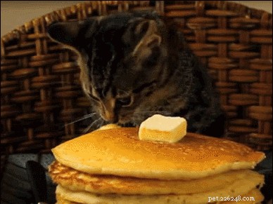 26 Breakfast-Loving Pets That Will Make You Crave a Hearty Start