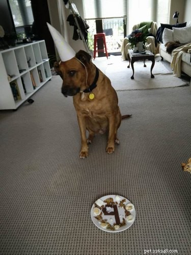 26 Breakfast-Loving Pets That Will Make You Crave a Hearty Start