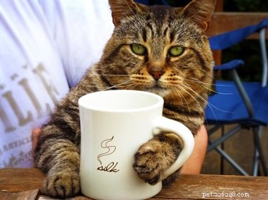 26 Breakfast-Loving Pets That Will Make You Crave a Hearty Start