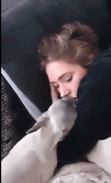 26 Breakfast-Loving Pets That Will Make You Crave a Hearty Start