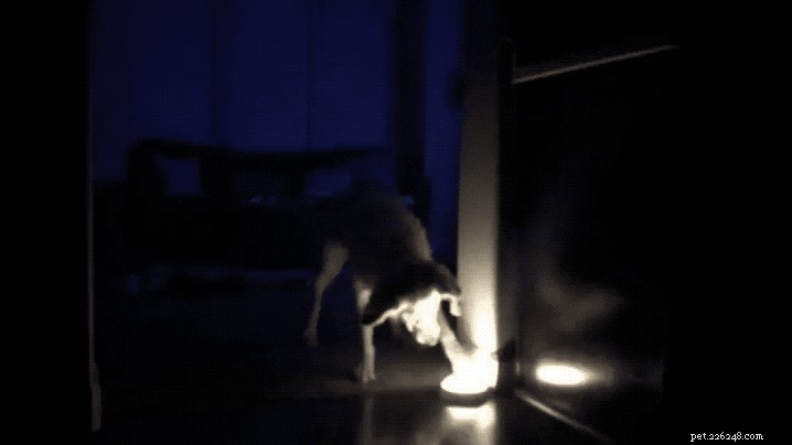 29 Animals That Can’t Figure Life Out — Hilarious Pet Moments
