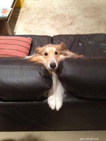 29 Animals That Can’t Figure Life Out — Hilarious Pet Moments