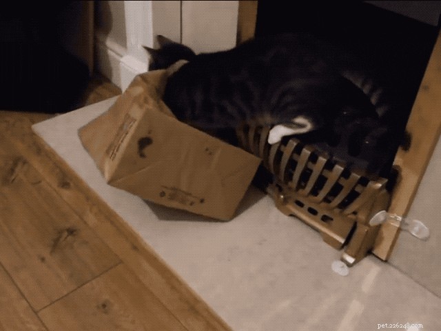 29 Animals That Can’t Figure Life Out — Hilarious Pet Moments