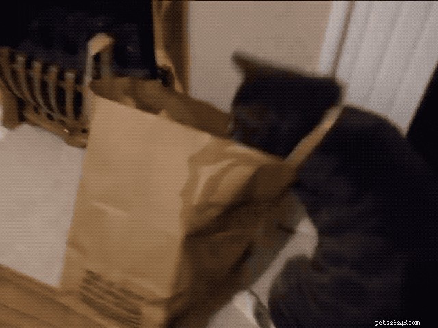 29 Animals That Can’t Figure Life Out — Hilarious Pet Moments