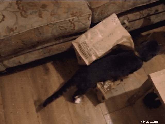 29 Animals That Can’t Figure Life Out — Hilarious Pet Moments