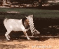 29 Animals That Can’t Figure Life Out — Hilarious Pet Moments
