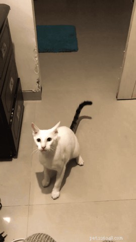 29 Animal GIFs That Look Like They Need a Reboot