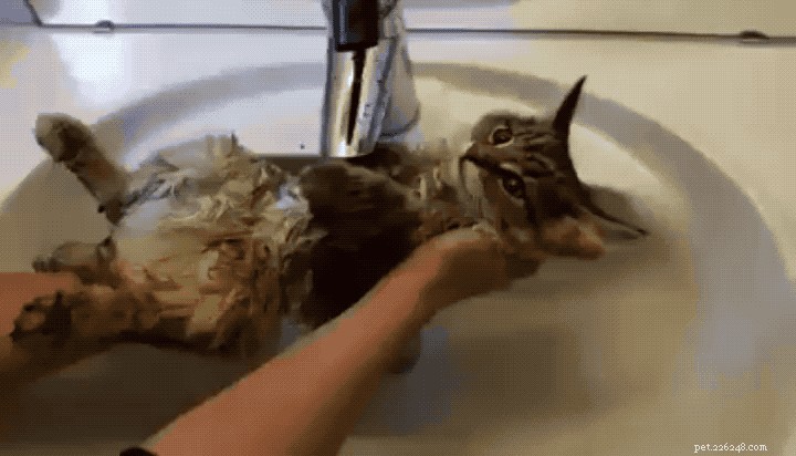 29 Animal GIFs That Look Like They Need a Reboot