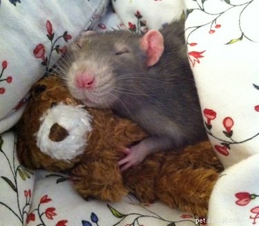 15 Heartwarming Rat Moments That Will Melt Your Heart