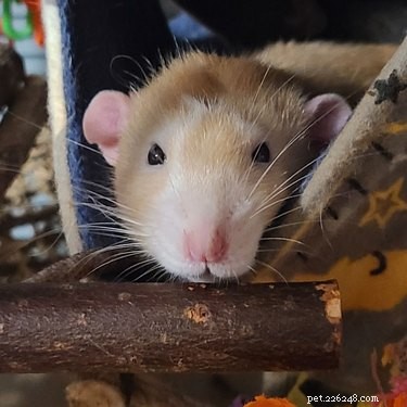 15 Heartwarming Rat Moments That Will Melt Your Heart