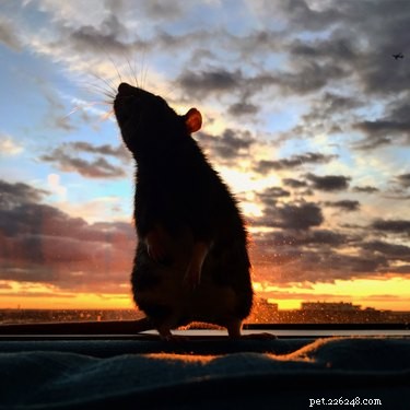 15 Heartwarming Rat Moments That Will Melt Your Heart