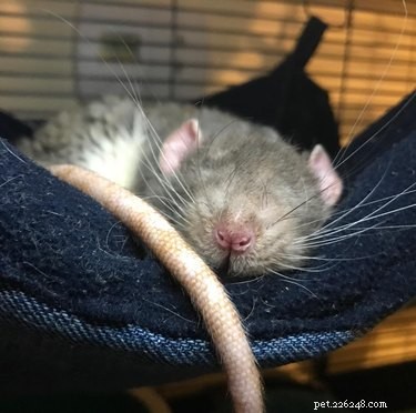 15 Heartwarming Rat Moments That Will Melt Your Heart