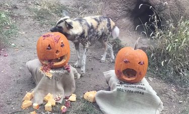 St. Louis Zoo’s Halloween Pumpkin Hunt: Animals Find Treats in Fun, Interactive Way