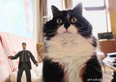 18 Pets Claim Alien Encounters: Investigating the Evidence