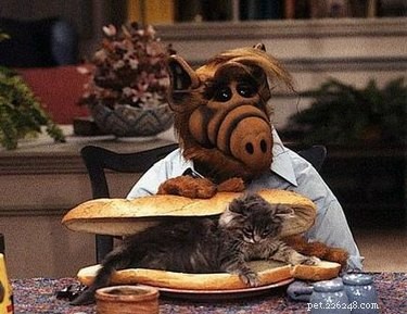 18 Pets Claim Alien Encounters: Investigating the Evidence