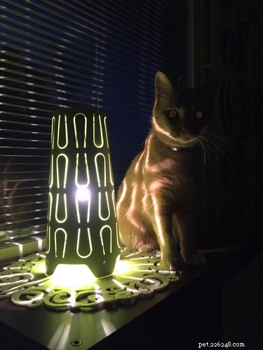 18 Pets Claim Alien Encounters: Investigating the Evidence