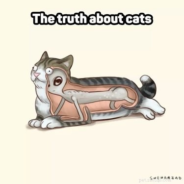 18 Pets Claim Alien Encounters: Investigating the Evidence