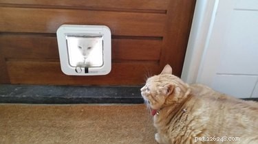 18 Pets Claim Alien Encounters: Investigating the Evidence