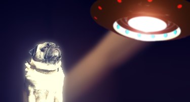 18 Pets Claim Alien Encounters: Investigating the Evidence