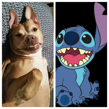 18 Pets Claim Alien Encounters: Investigating the Evidence