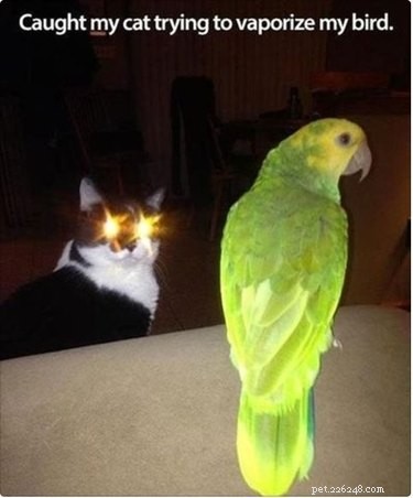 18 Pets Claim Alien Encounters: Investigating the Evidence