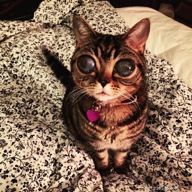 18 Pets Claim Alien Encounters: Investigating the Evidence