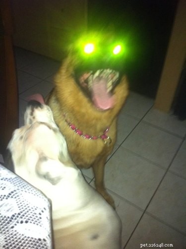 18 Pets Claim Alien Encounters: Investigating the Evidence