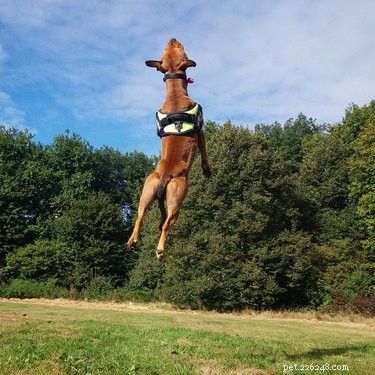 18 Pets Claim Alien Encounters: Investigating the Evidence