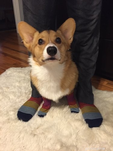 22 Pet Owners Who Match Outfits With Their Furry Friends