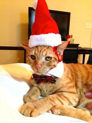 17 Pets Likely to Poop When You Turn Your Back
