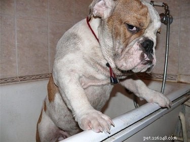 17 Pets Likely to Poop When You Turn Your Back