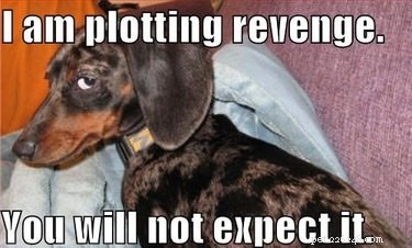 17 Pets Likely to Poop When You Turn Your Back