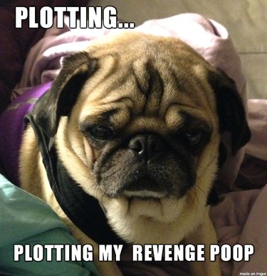 17 Pets Likely to Poop When You Turn Your Back