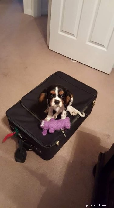 17 Pets Likely to Poop When You Turn Your Back