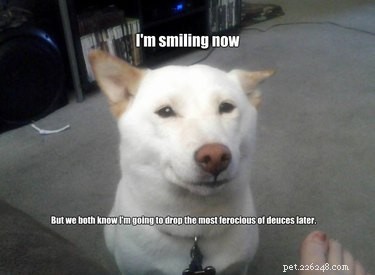 17 Pets Likely to Poop When You Turn Your Back