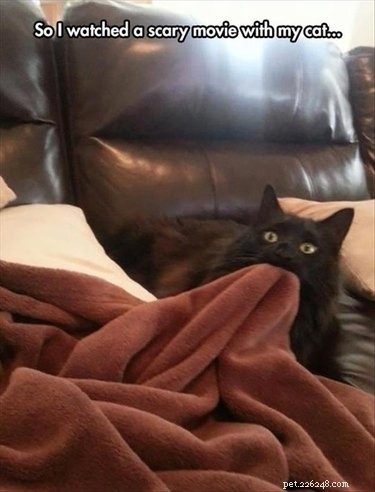 17 Pets Likely to Poop When You Turn Your Back