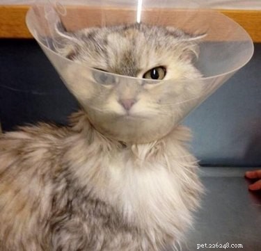 17 Pets Likely to Poop When You Turn Your Back