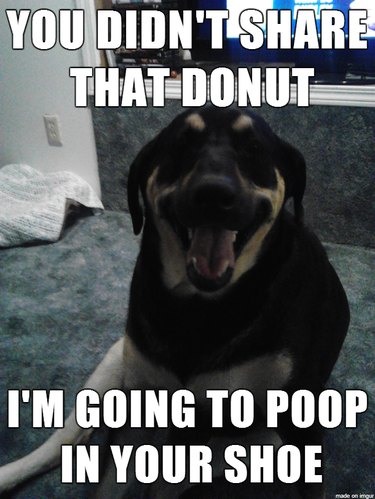 17 Pets Likely to Poop When You Turn Your Back