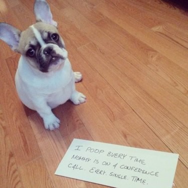 17 Pets Likely to Poop When You Turn Your Back