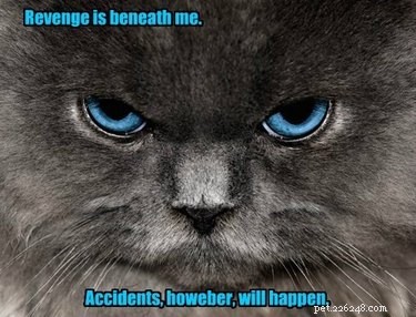 17 Pets Likely to Poop When You Turn Your Back