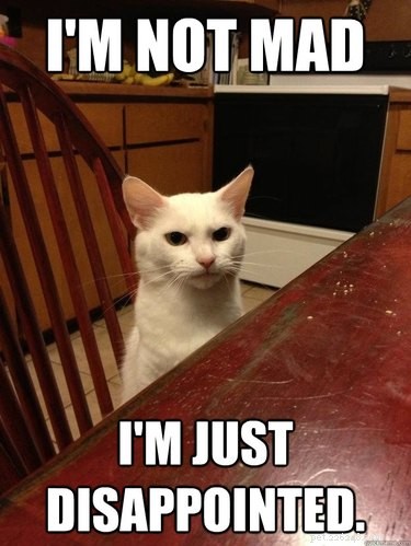 17 Pets Likely to Poop When You Turn Your Back
