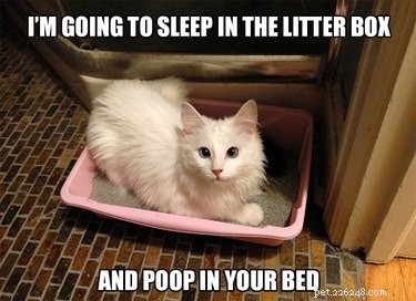 17 Pets Likely to Poop When You Turn Your Back