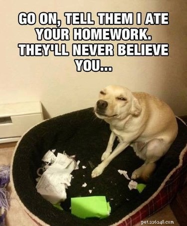17 Pets Likely to Poop When You Turn Your Back