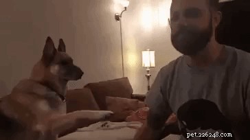 26 Pets Demonstrating Unexpected Bad Behavior