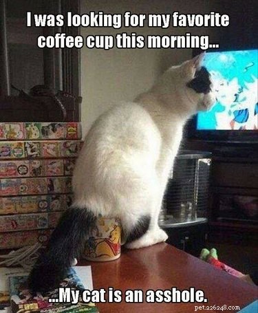 26 Pets Demonstrating Unexpected Bad Behavior