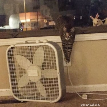 26 Pets Demonstrating Unexpected Bad Behavior