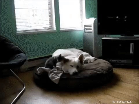 26 Pets Demonstrating Unexpected Bad Behavior