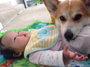 26 Pets Demonstrating Unexpected Bad Behavior