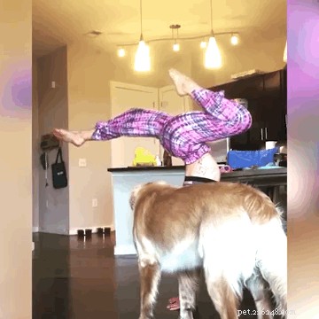 26 Pets Demonstrating Unexpected Bad Behavior