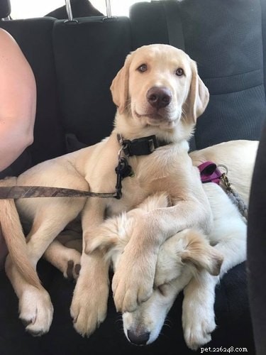 26 Pets Demonstrating Unexpected Bad Behavior